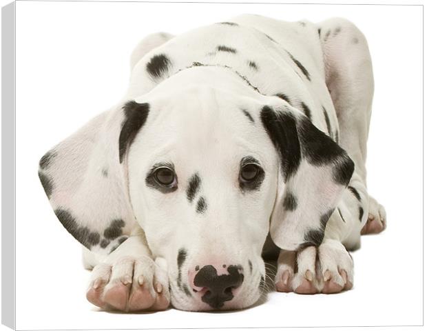 Dalmatian Pup Canvas Print by Andrew Beveridge