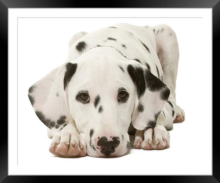 Dalmatian Pup Framed Mounted Print by Andrew Beveridge