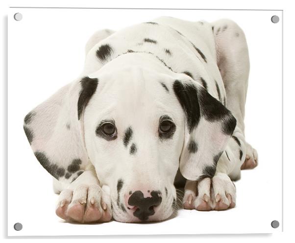 Dalmatian Pup Acrylic by Andrew Beveridge