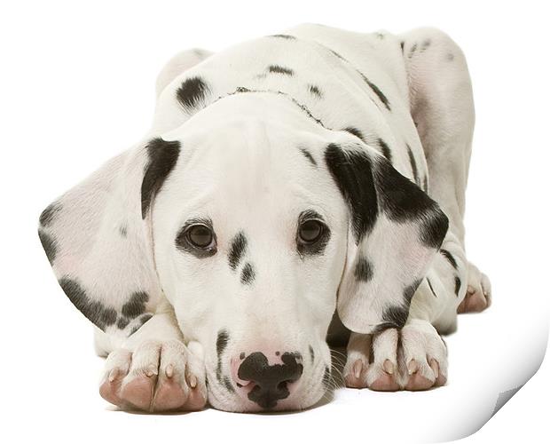 Dalmatian Pup Print by Andrew Beveridge