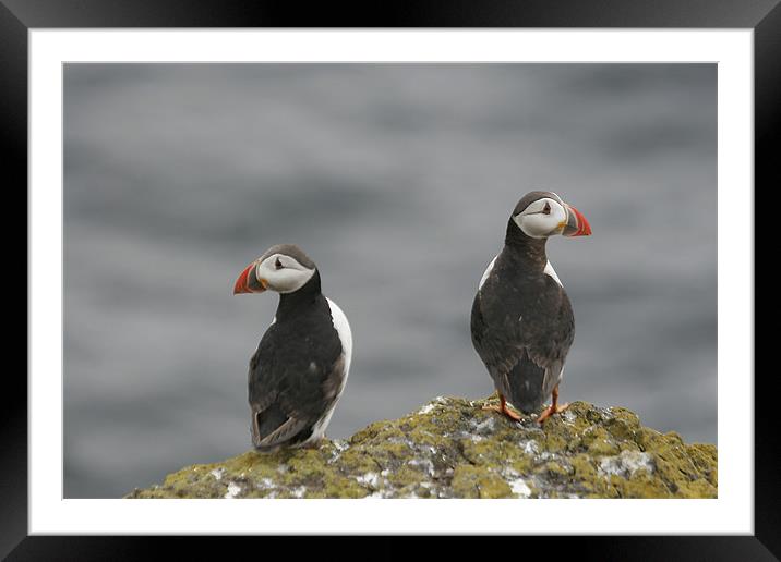 Puffins On May Island Framed Mounted Print by Andrew Beveridge