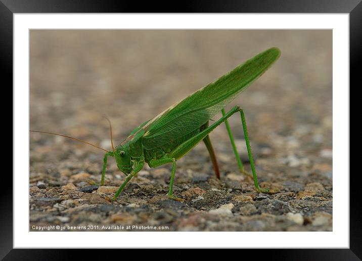 close encounter of the green kind Framed Mounted Print by Jo Beerens