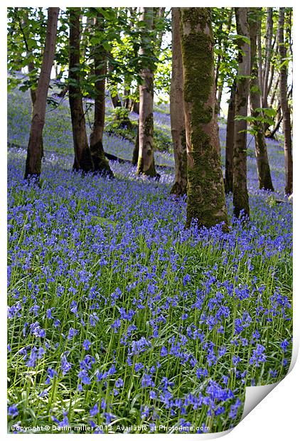 Blue bell woods Print by Darrin miller