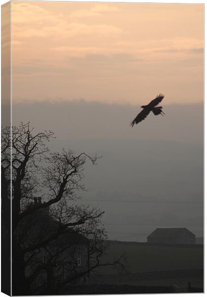 common buzzard  over settle north yorkshire Canvas Print by simon sugden