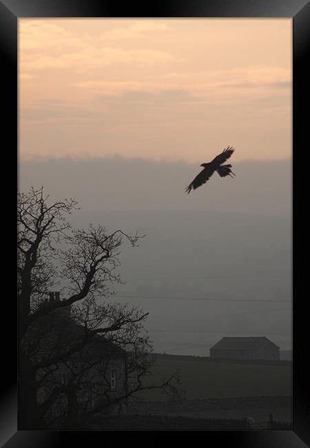 common buzzard  over settle north yorkshire Framed Print by simon sugden