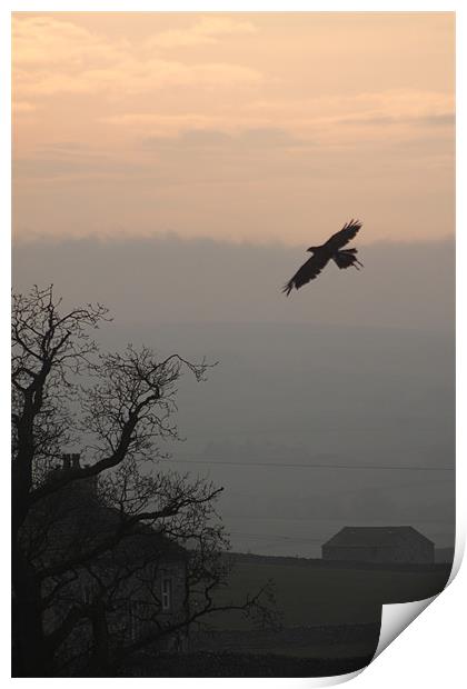 common buzzard  over settle north yorkshire Print by simon sugden