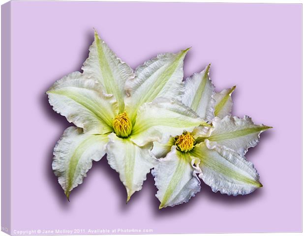 Two Big White Clematis Flowers Canvas Print by Jane McIlroy