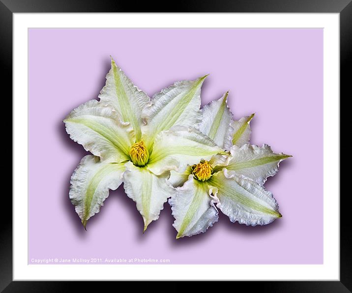 Two Big White Clematis Flowers Framed Mounted Print by Jane McIlroy