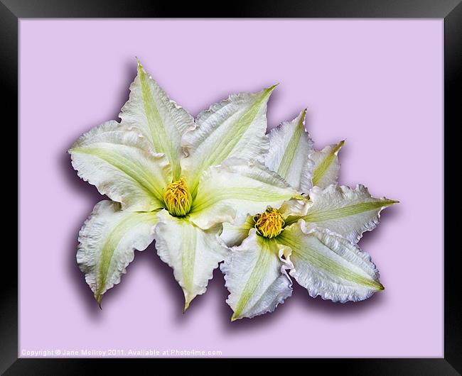 Two Big White Clematis Flowers Framed Print by Jane McIlroy