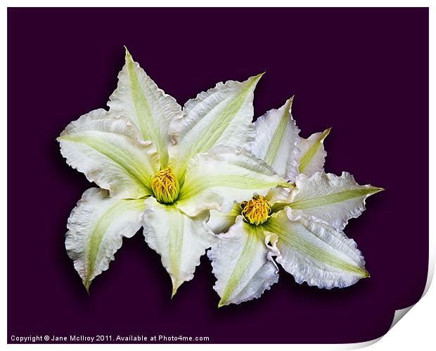 Two Big White Clematis Flowers Print by Jane McIlroy