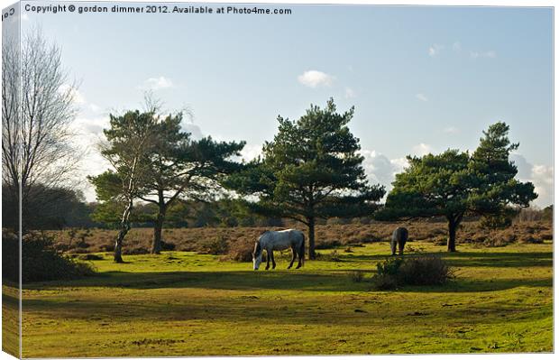New Forest Ponies grazing in the autumn sun Canvas Print by Gordon Dimmer