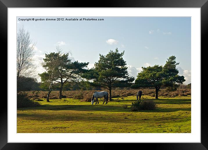 New Forest Ponies grazing in the autumn sun Framed Mounted Print by Gordon Dimmer