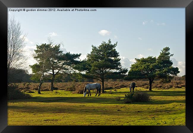 New Forest Ponies grazing in the autumn sun Framed Print by Gordon Dimmer