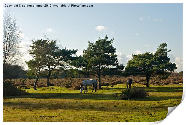 New Forest Ponies grazing in the autumn sun Print by Gordon Dimmer