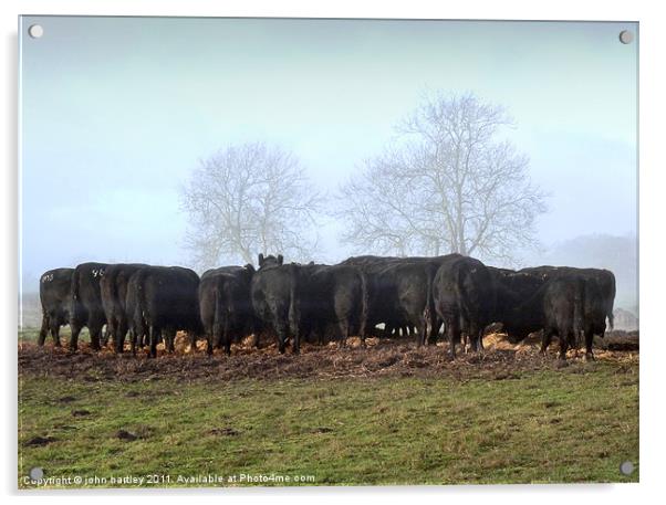 Aberdeen Angus Cattle, "Dining Al Fresco "  Acrylic by john hartley