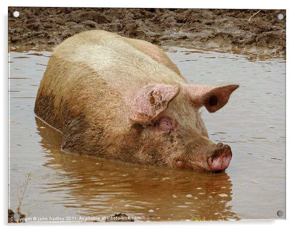 Bathtime for a Porker! Pig wallowing in a muddy po Acrylic by john hartley