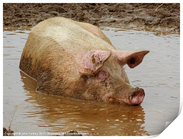 Bathtime for a Porker! Pig wallowing in a muddy po Print by john hartley