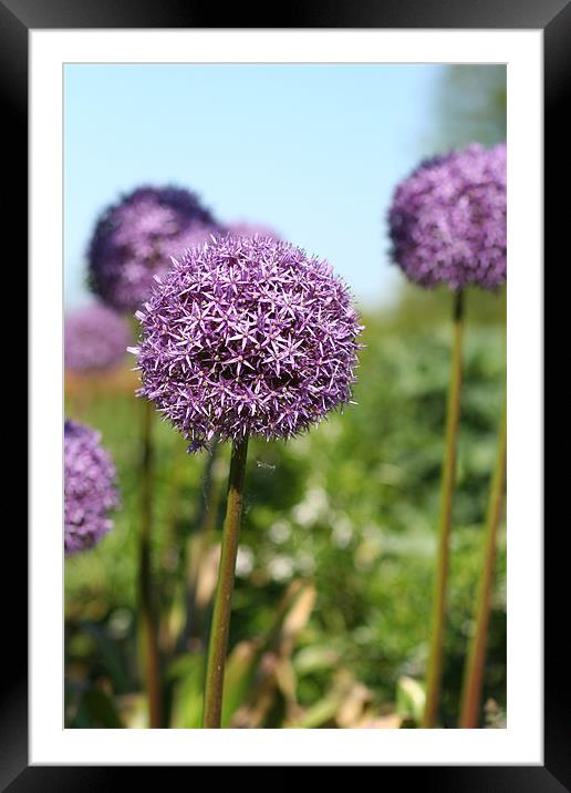 Purple Allium Flower Framed Mounted Print by Tracy Williams