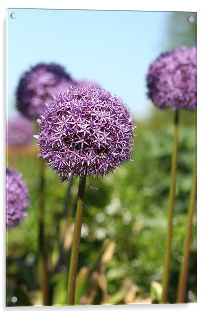 Purple Allium Flower Acrylic by Tracy Williams