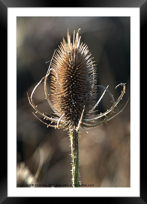 Teasel Framed Mounted Print by Chris Day