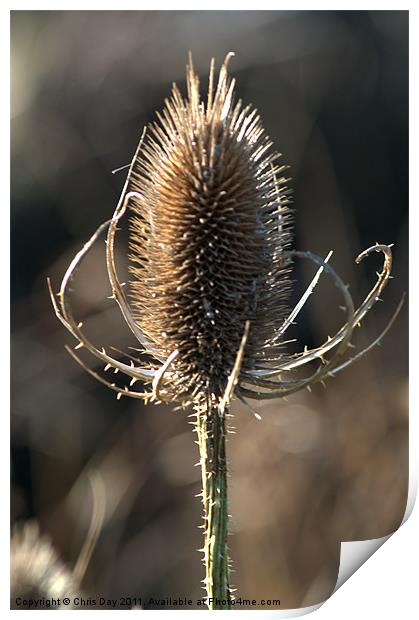 Teasel Print by Chris Day
