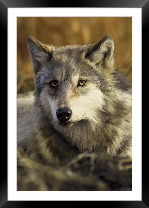 Intense Wolf Stare Framed Mounted Print by Julie Hoddinott
