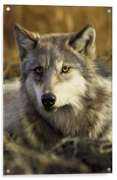 Intense Wolf Stare Acrylic by Julie Hoddinott