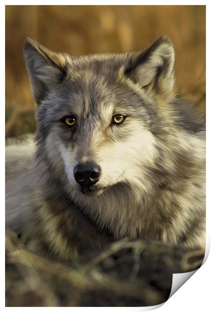 Intense Wolf Stare Print by Julie Hoddinott
