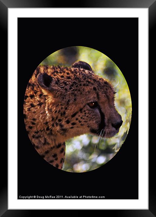 cheetah Portrait Framed Mounted Print by Doug McRae