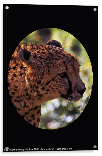 cheetah Portrait Acrylic by Doug McRae