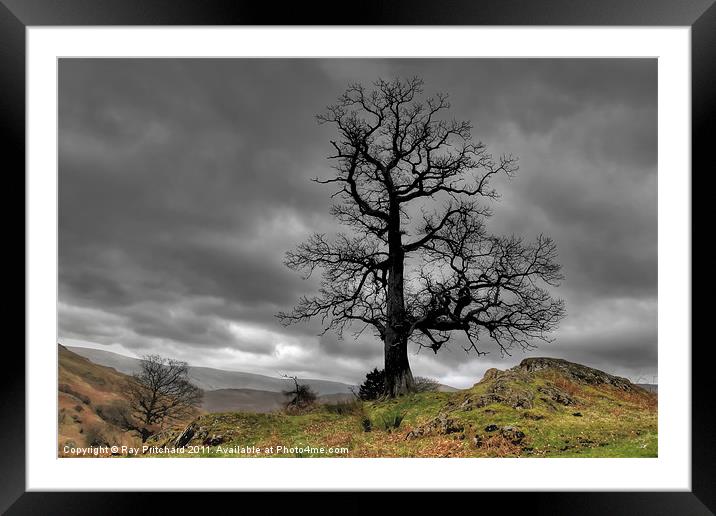 Tree at Park Brow Framed Mounted Print by Ray Pritchard