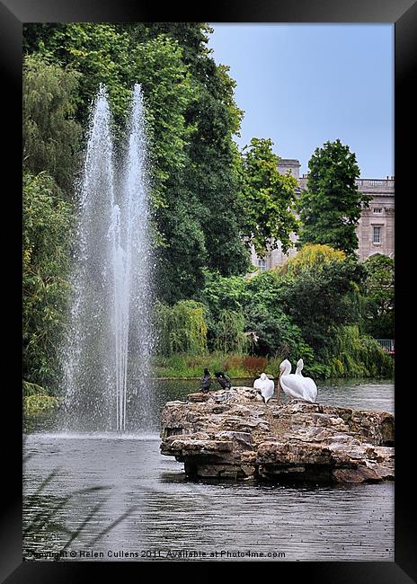 PELICANS IN THE PARK Framed Print by Helen Cullens