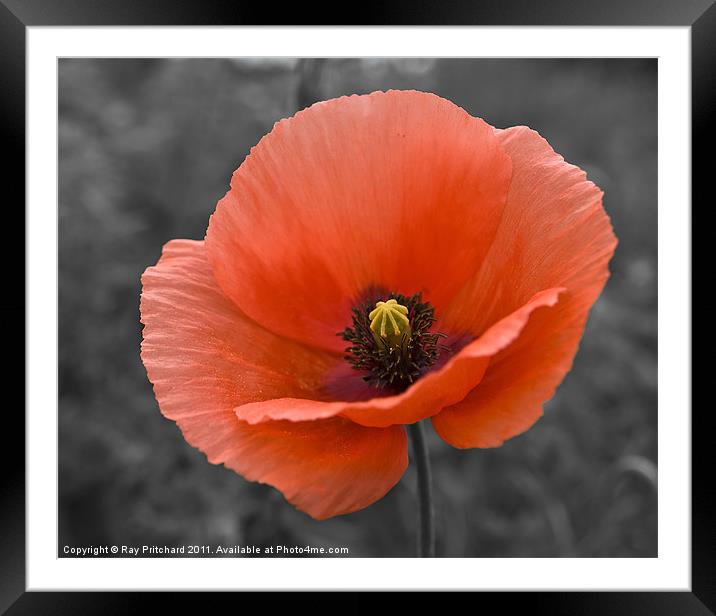 Poppy Framed Mounted Print by Ray Pritchard