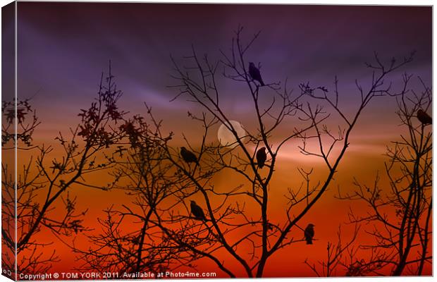 WAITING FOR THE NIGHT Canvas Print by Tom York