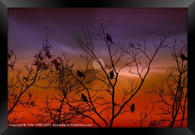 WAITING FOR THE NIGHT Framed Print by Tom York