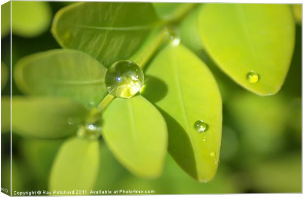 Water Drop Canvas Print by Ray Pritchard