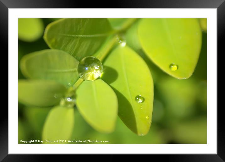 Water Drop Framed Mounted Print by Ray Pritchard