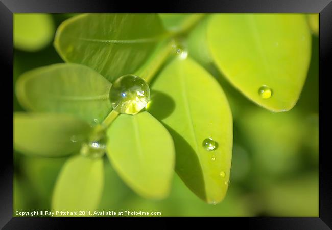 Water Drop Framed Print by Ray Pritchard