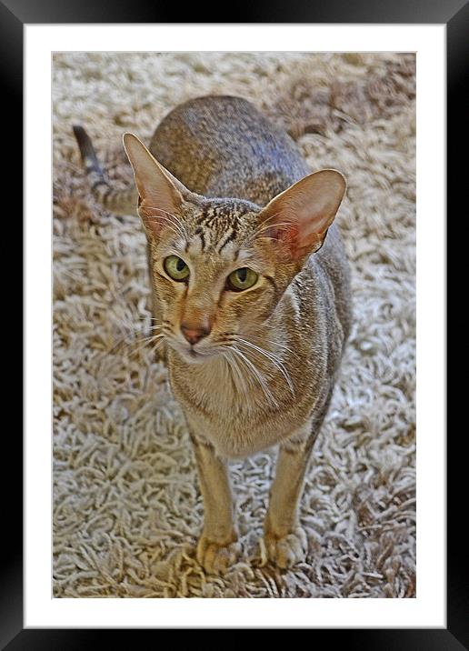 Siamese Oriental Framed Mounted Print by Donna Collett