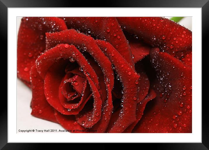 Showered Red Rose Framed Mounted Print by Tracy Hall