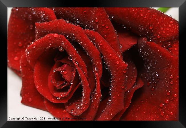 Showered Red Rose Framed Print by Tracy Hall