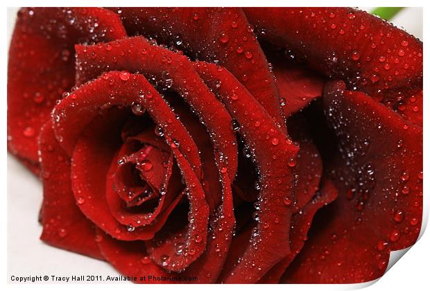 Showered Red Rose Print by Tracy Hall