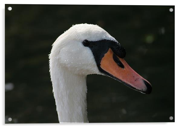 swan Acrylic by joe cliffe