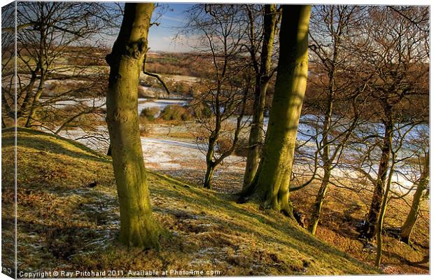 Beamish Trees Canvas Print by Ray Pritchard