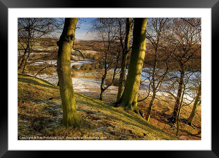 Beamish Trees Framed Mounted Print by Ray Pritchard