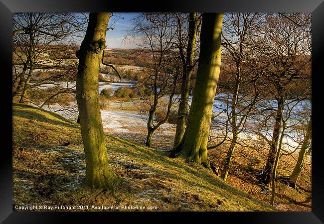 Beamish Trees Framed Print by Ray Pritchard