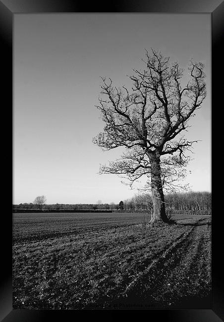 Wintery Tree Framed Print by Karen Martin