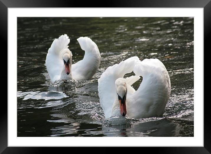 2 swans on a lake Framed Mounted Print by joe cliffe