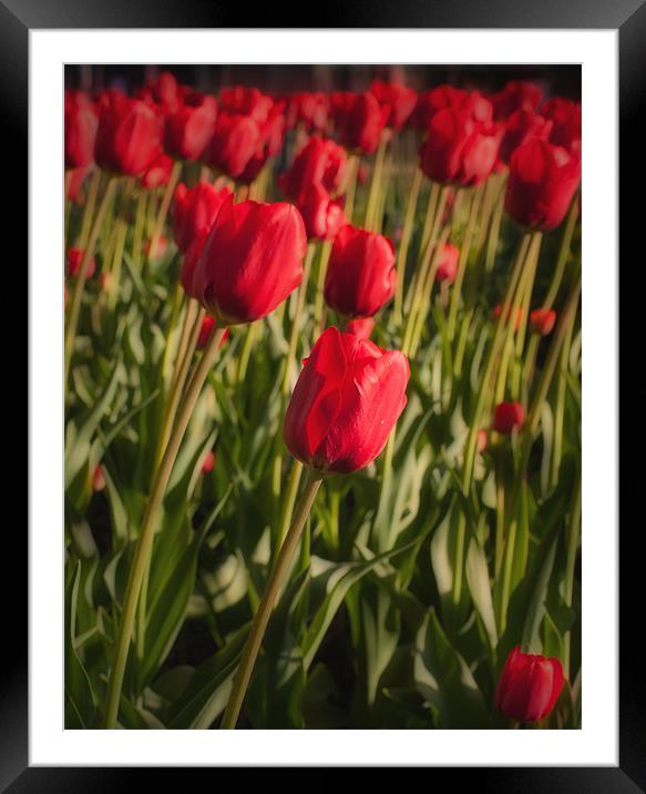 Tulips in Spring Framed Mounted Print by Paul Brewer