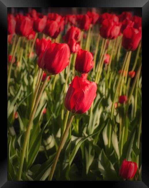 Tulips in Spring Framed Print by Paul Brewer